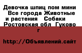 Девочка шпиц пом мини - Все города Животные и растения » Собаки   . Ростовская обл.,Гуково г.